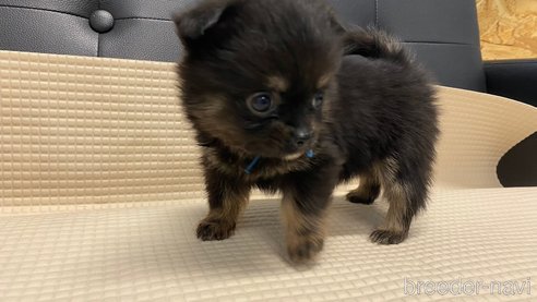 成約済の兵庫県のポメチワ:ポメラニアン×チワワ-329749の5枚目
